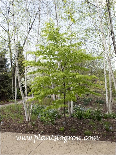 This plant was growing in the shade of Birch trees. (spring)